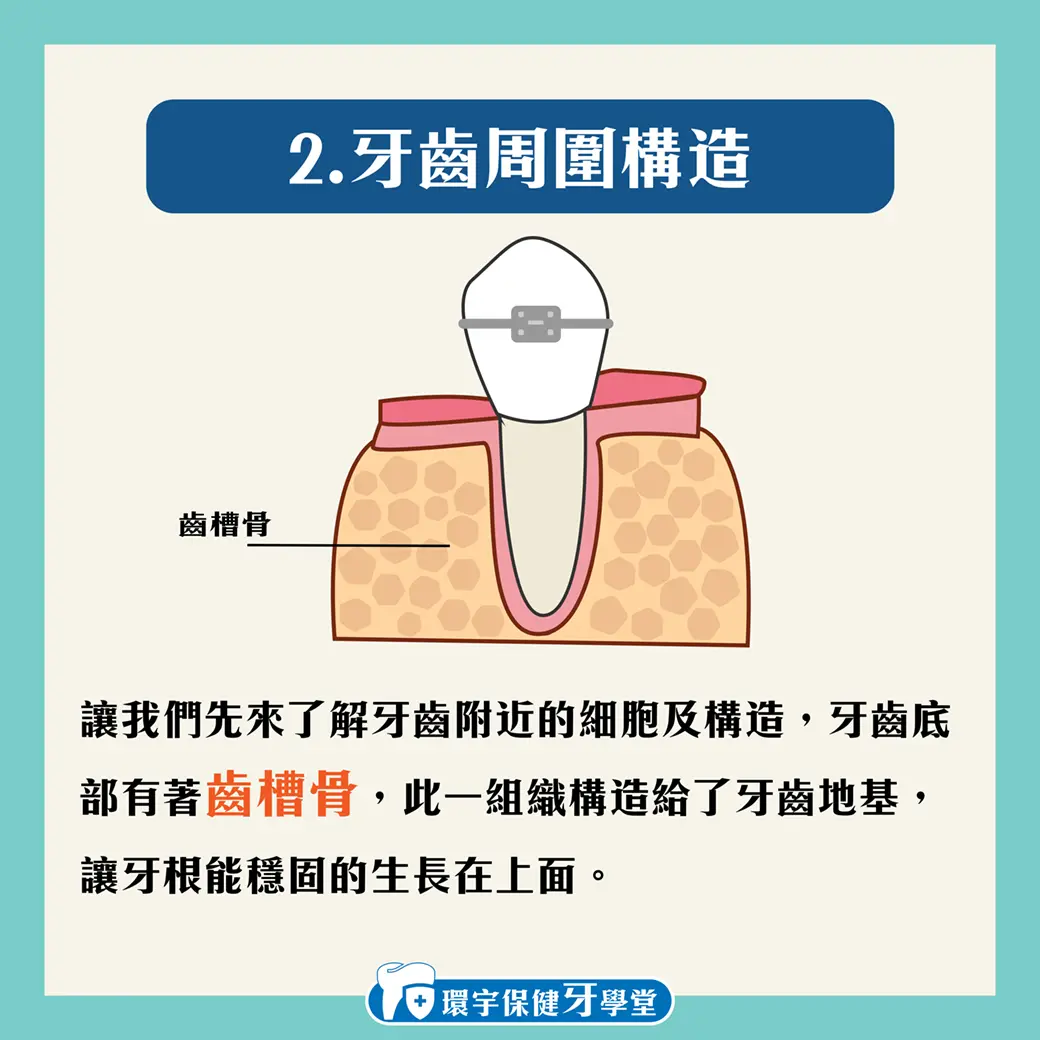 環宇保健牙學堂 - 矯正時，牙齒是怎麼移動的？