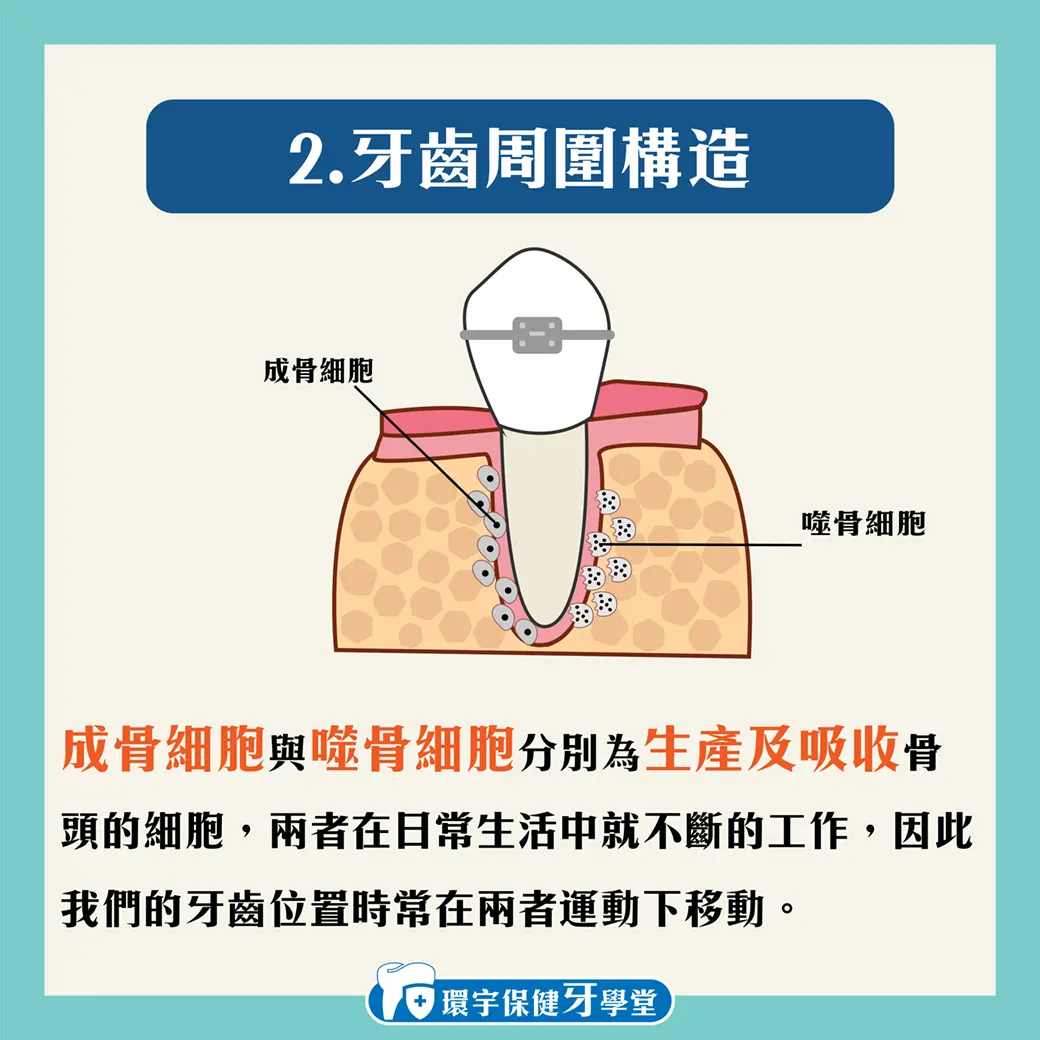 環宇保健牙學堂 - 矯正時，牙齒是怎麼移動的？